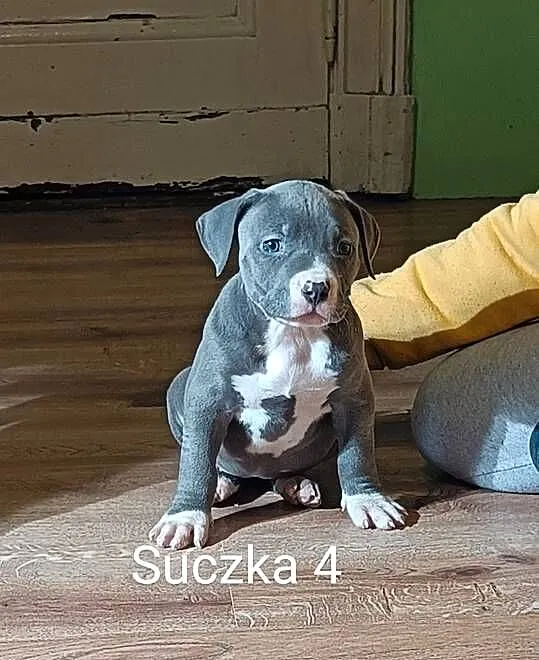 Szczeniaki american Bully xl błękitne, Warmińsko-mazurskie, Pasłęk