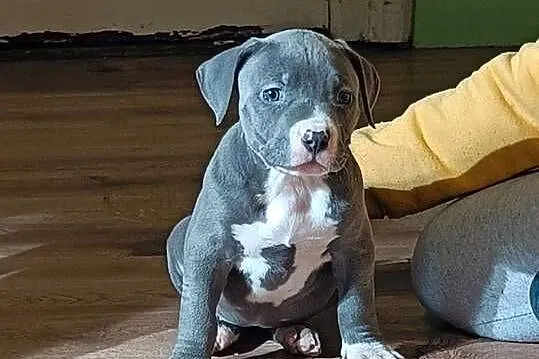 Szczeniaki american Bully xl błękitne, Warmińsko-mazurskie, Pasłęk