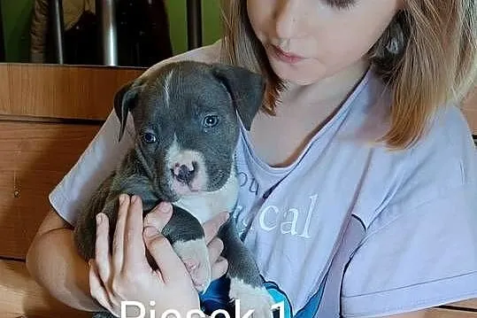 Szczeniaki american Bully xl błękitne, Warmińsko-mazurskie, Pasłęk