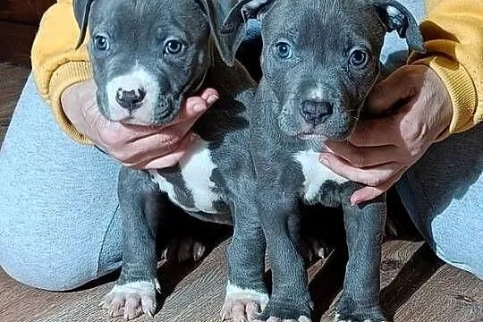 Szczeniaki american Bully xl błękitne, Warmińsko-mazurskie, Pasłęk