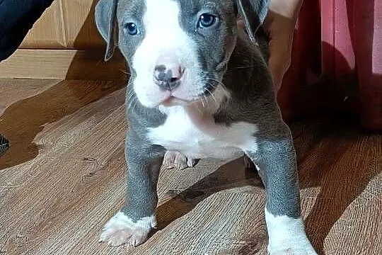 Szczeniaki american Bully xl błękitne, Warmińsko-mazurskie, Pasłęk