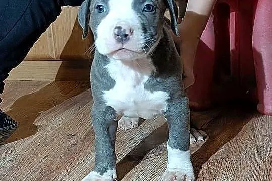 Szczeniaki american Bully xl błękitne, Warmińsko-mazurskie, Pasłęk