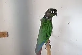 Papuga Rudosterka Zielonolica, Pamiątkowo