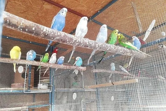 Papugi faliste 2018 pary samiczki samce, Przeginia