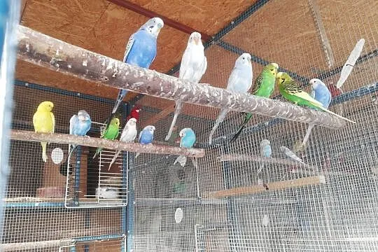 Papugi faliste 2018 pary samiczki samce, Przeginia