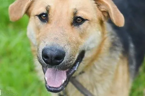 Duży, przyjazny Beethoven, młode psisko do adopcji!,  Kundelki cała Polska