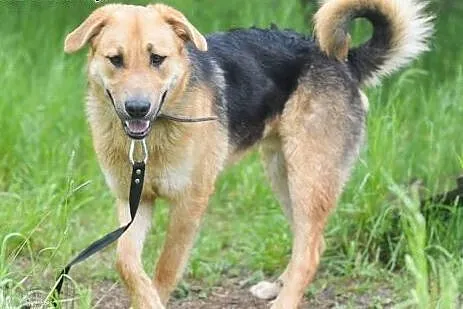 Duży, przyjazny Beethoven, młode psisko do adopcji