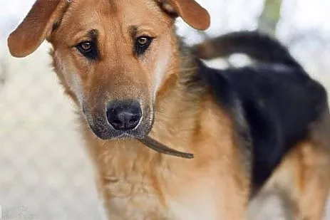 Duży, przyjazny Beethoven, młode psisko do adopcji