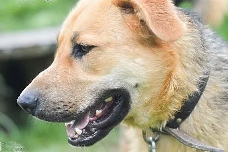 Duży, przyjazny Beethoven, młode psisko do adopcji