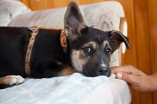 Pokochaj JAWE, szuka domku :),  kujawsko-pomorskie