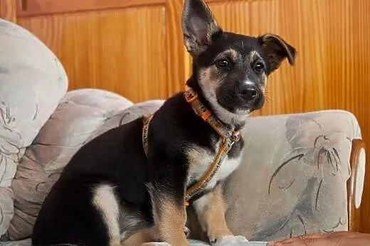 Pokochaj JAWE, szuka domku :),  kujawsko-pomorskie