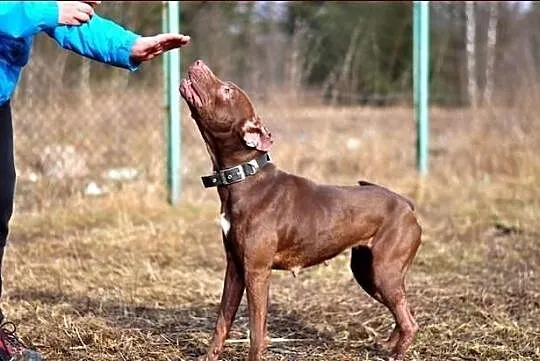 Emsi - suczka-żywioł :) Kochana, młoda i piękna :)