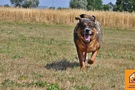 Czołg - trochę w typie rotweiler,  mazowieckie Łochów