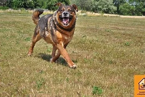 Czołg - trochę w typie rotweiler,  mazowieckie Łoc