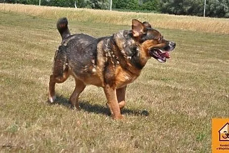 Czołg - trochę w typie rotweiler,  mazowieckie Łoc
