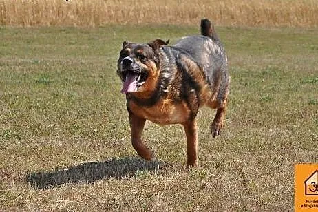 Czołg - trochę w typie rotweiler,  mazowieckie Łoc
