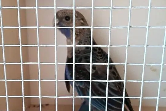 Rozella Krolewska, Opolskie, Opole
