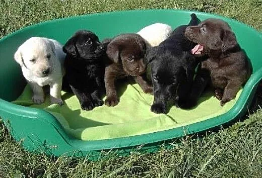 Piękne Labrador puppy z papierami gotowych,,, ślą
