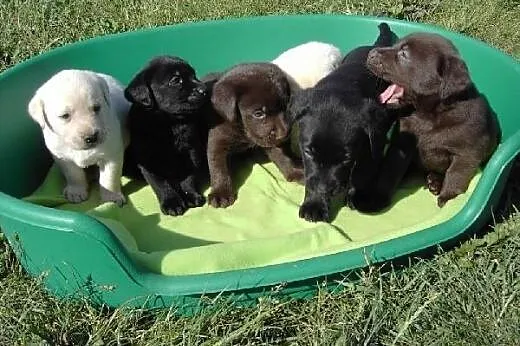 Piękne Labrador puppy z papierami gotowych,,,  ślą
