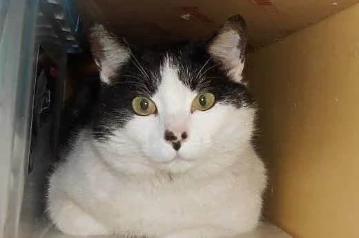 Filemon do adopcji,  łódzkie Łódź