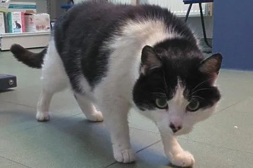 Filemon do adopcji,  łódzkie Łódź