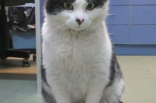Filemon do adopcji,  łódzkie Łódź