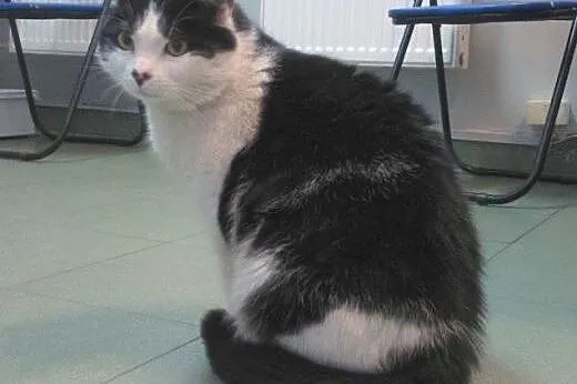 Filemon do adopcji,  łódzkie Łódź