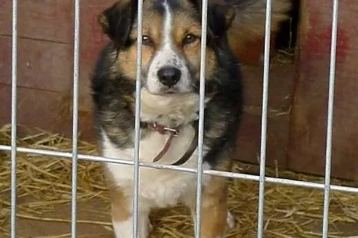 Daj szansę kundelkowi ze schroniska - Zenuś traci 