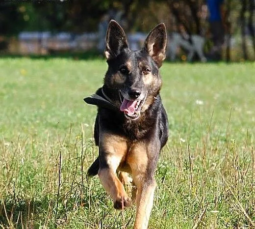 Hades do adopcji, lubuskie Świebodzin