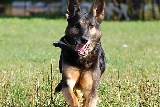 Hades do adopcji,  lubuskie Świebodzin