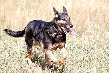 Hades do adopcji,  lubuskie Świebodzin