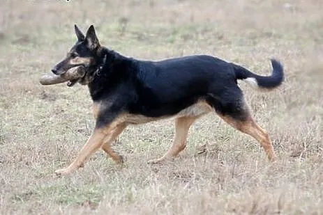Hades do adopcji,  lubuskie Świebodzin