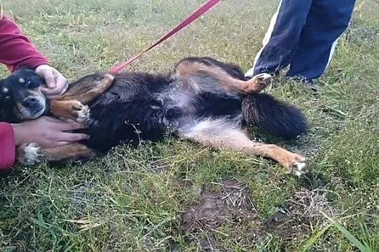 Malutki, grzeczny Foxik szuka domku_