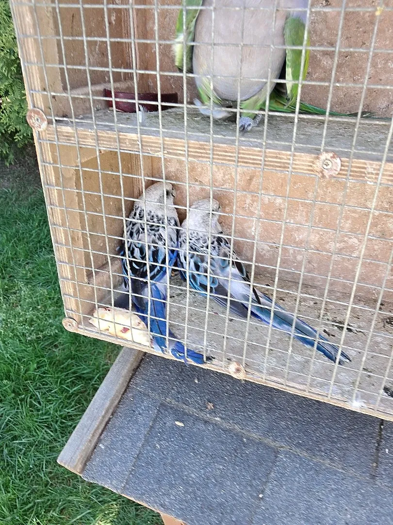 Papugi aleksandretty obrozne rozelle bialolice, Śląskie, Częstochowa