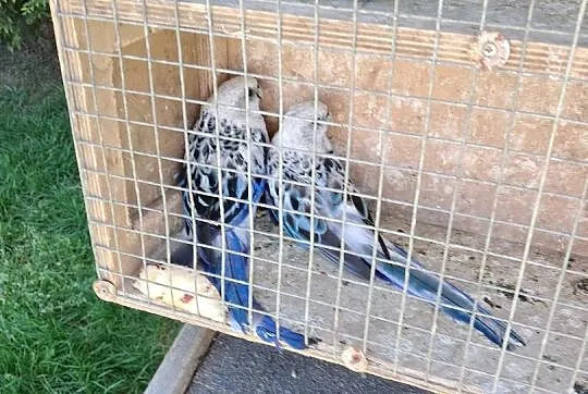 Papugi aleksandretty obrozne rozelle bialolice, Śląskie, Częstochowa