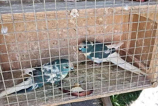 Papugi aleksandretty obrozne rozelle bialolice, Śląskie, Częstochowa