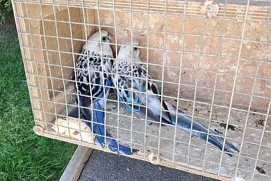 Papugi aleksandretty obrozne rozelle bialolice, Śląskie, Częstochowa