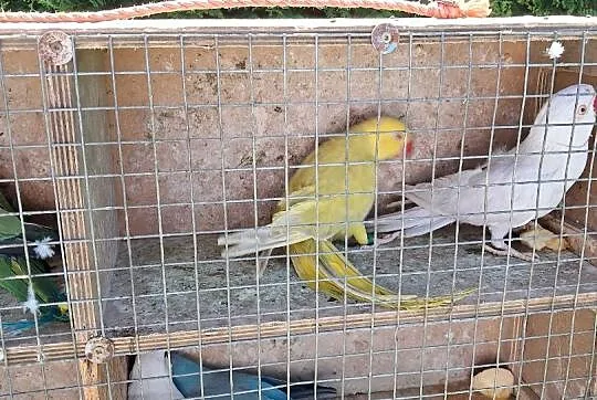 Papugi aleksandretty obrozne rozelle bialolice, Śląskie, Częstochowa