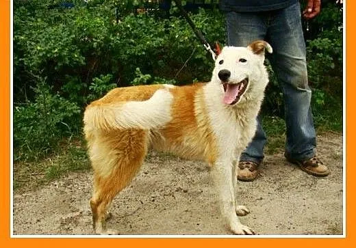 11 m-cy,18 kg,radosny ,przyjacielski,zabawowy psia