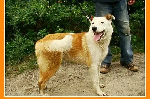 11 m-cy,18 kg,radosny ,przyjacielski,zabawowy psia