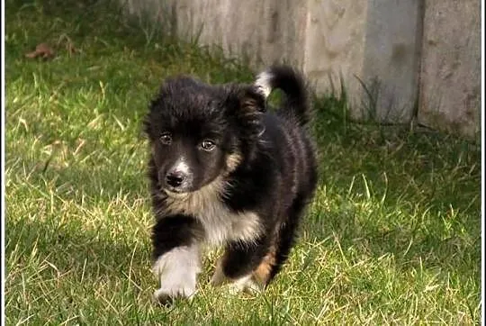 2,5 miesięczna Finka- słodki psiak kudłaty nic tyl