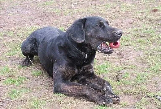 Big Ben czarny labrador poleca się do adopcji, po