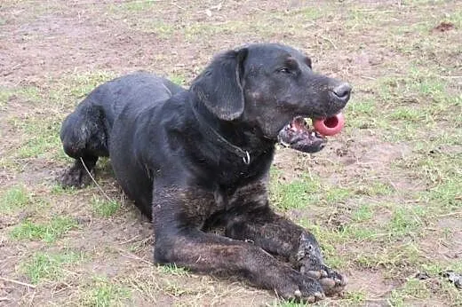 Big Ben czarny labrador poleca się do adopcji,  po