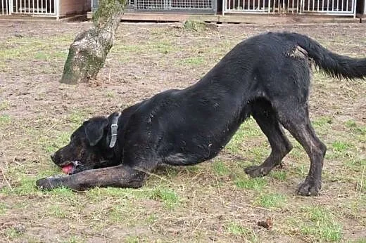 Big Ben czarny labrador poleca się do adopcji,  po