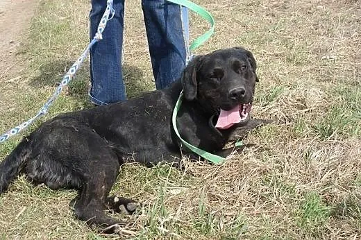 Big Ben czarny labrador poleca się do adopcji,  po