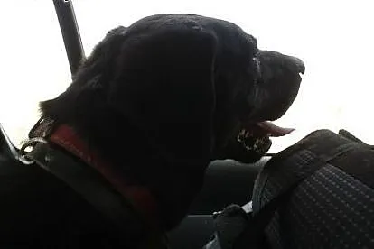 Big Ben czarny labrador poleca się do adopcji,  po