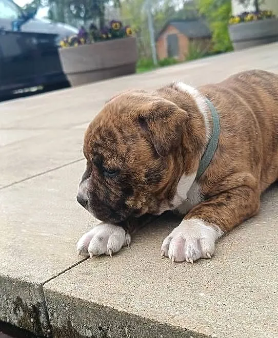 Szczeniaczki amstaff, Mazowieckie, Wyszków