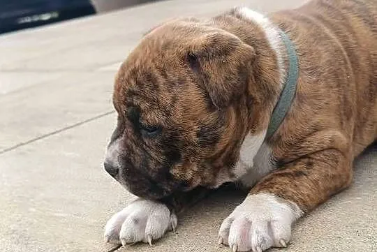 Szczeniaczki amstaff, Mazowieckie, Wyszków