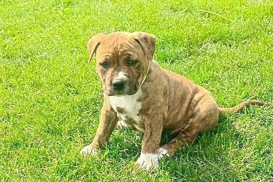 Szczeniaczki amstaff, Mazowieckie, Wyszków