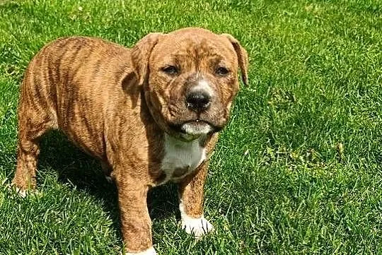 Szczeniaczki amstaff, Mazowieckie, Wyszków